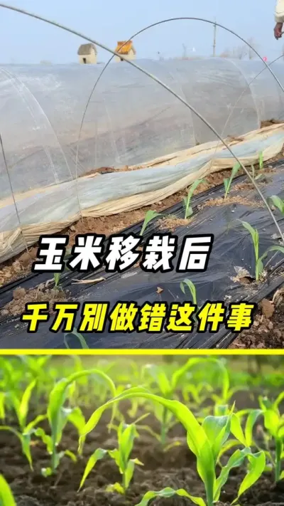 玉米移栽后，千万不能做错这件事#玉米#玉米高产 #玉米种植#农业 #农业种植