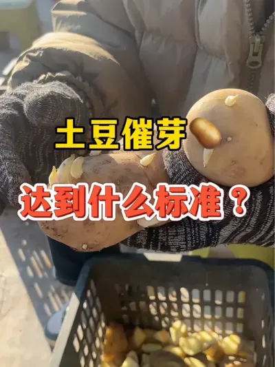 土豆催芽达到什么标准就可以播种#土豆 #土豆高产种植 @抖音小助手
