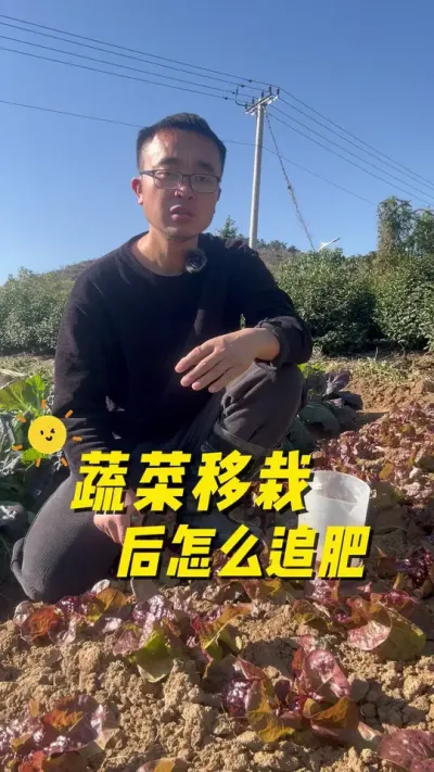 蔬菜移栽后怎么追肥？种菜怎么追肥？#关注我一起学种菜 #我的小菜园 #我爱种菜 #种植小技巧 #自己种的纯天然的绿色蔬菜