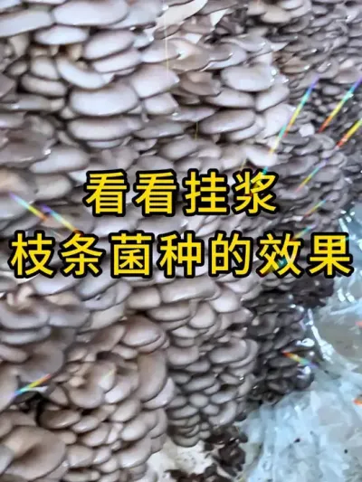 平菇挂浆枝条菌种，蘑菇长出了这效果，快来试试吧#平菇菌种 #平菇种植 #食用菌栽培种 #栽培种