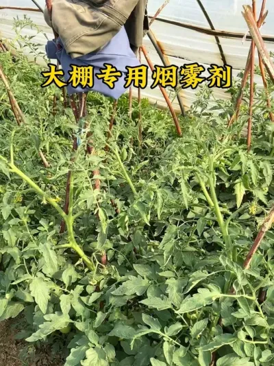 #番茄种植 #辣椒种植 #大棚种植 #蔬菜种植 #三农种植
