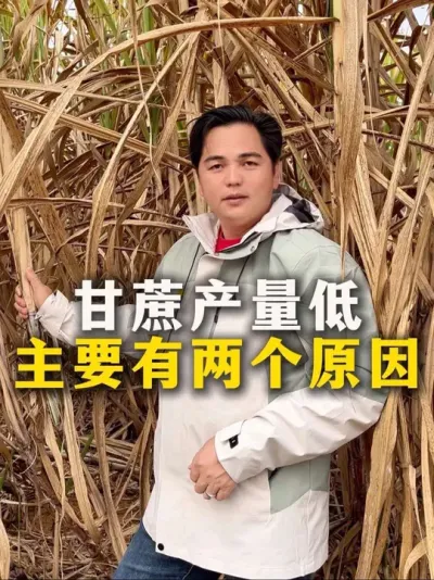 甘蔗产量低
主要有两个原因#种植小技巧 #甘蔗#甘蔗种植 #农业种植 #三农