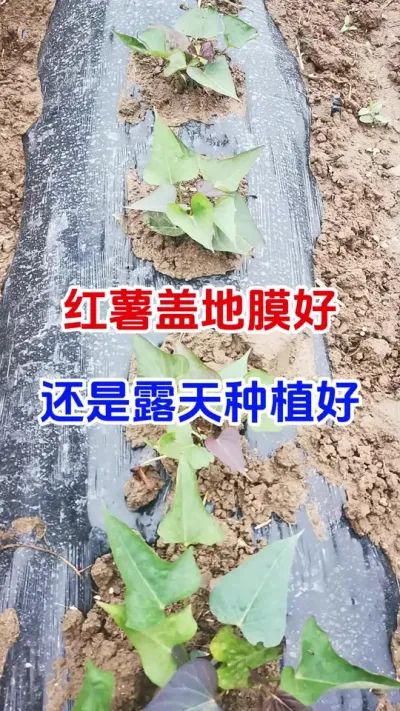 红薯盖地膜好还是露天好#红薯种植#红薯底肥#红薯管理#红薯高产#种植小技巧