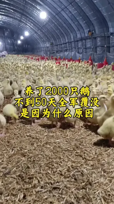 #养鹅人 #养鹅 #科学养鹅 #养鹅技术分享 #肉鹅