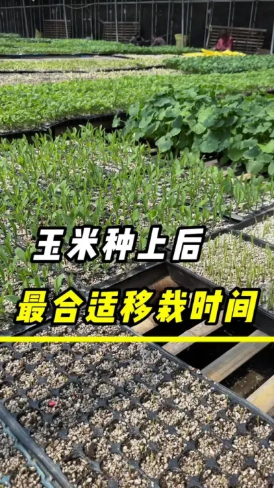 玉米种上后，什么时候最合适移植#玉米#玉米种植 #三农 #玉米移栽#玉米高产