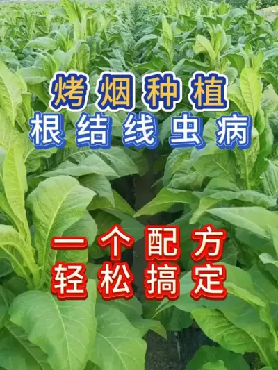 种植烤烟根结线虫病防治配方 种植烤烟遇到了根结线虫病，选择什么样的配方能够轻松解决#服务三农支持三农 #烤烟种植技术与管理 #烤烟 #农业种植 #病虫害绿色防控