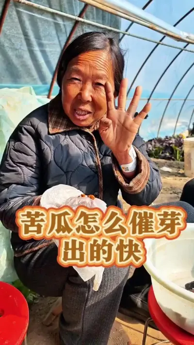 苦瓜催芽的方式 苦瓜怎么催芽出的快#苦瓜种苗 #苦瓜种植 #蔬菜种植 #生菜杨姐 #种植小技巧 @DOU+小助手