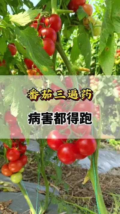 番茄三遍药病害都得跑#番茄种植技术 #西红柿种植技术与管理法 #番茄种植方法及管理技术 #番茄的种植方法 #西红柿种植技术