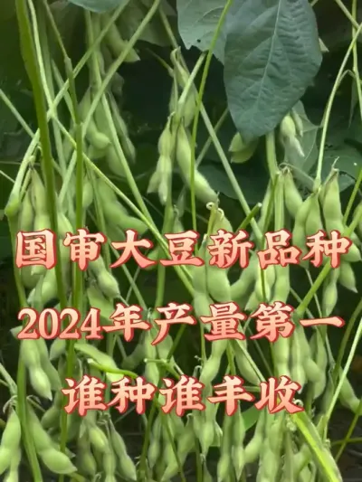 大粒密荚王 亩产能达700斤 #抖音助农 #优质农产品 #服务三农支持三农 #种子 #农业种植
