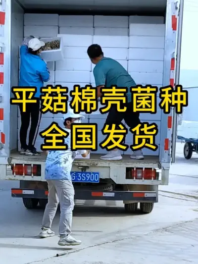 平菇颗粒棉壳菌种，科学配比，确保质量，全国发货。#平菇种植 #平菇菌种 #食用菌栽培种 #栽培种