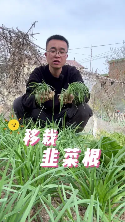 韭菜根怎么移栽存活快，生长粗壮？#种植小技巧 #在家种菜 #关注我一起学种菜 #学种菜 #在家种菜