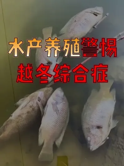 #水产人  注意了！#水产养殖  越冬综合症并非一时兴起，别不把这些管理放在眼里！#水产养殖技术  #水产