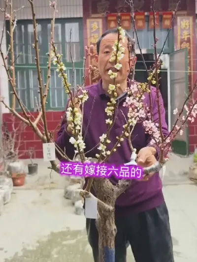 一树嫁接多品种桃李杏，当年结果，即可观赏，又可品尝到多种口味的水果#果树苗 #一树多色 #果树苗种植 @抖音上热门 @DOU+小助手