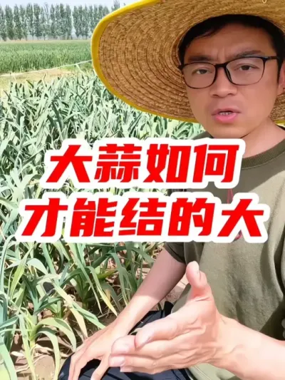 大蒜如何才能结的又大又好？ #大蒜 #大蒜种植 #种植小技巧 #种菜 #抖音助农