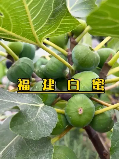 楼顶盆栽的福建白蜜无花果，雨后更诱人了，期待天气转暖，早点成熟吧！#记录我的种植生活 #盆栽果树 #盆栽无花果#白蜜无花果 #无花果生长过程