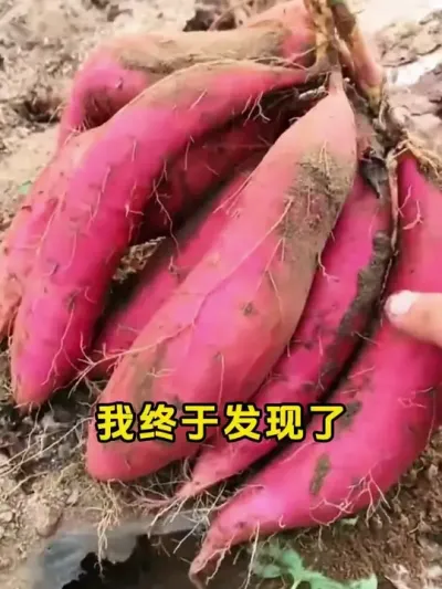 红薯种植高产秘密 #红薯种植技术 #蘸根 #红薯 #种植小技巧 #红薯高产种植