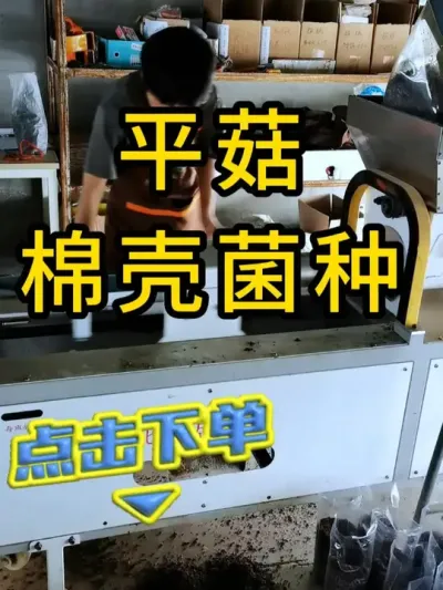 平菇棉壳菌种，科学配比菌丝健壮，全国发货#平菇菌种 #平菇种植 #食用菌栽培种 #栽培种