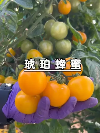 疯狂结果的琥珀蜂蜜，今天又摘了一堆，这品种太能结果了，吃到怕了。#记录我的种植生活 #楼顶菜园 #盆栽果树 #盆栽番茄#琥珀蜂蜜