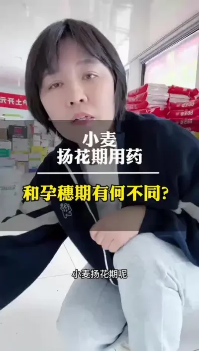 小麦扬花期和孕穗期用药有何不同？ #田间地头就是我的舞台 #小麦 #小麦一喷三防