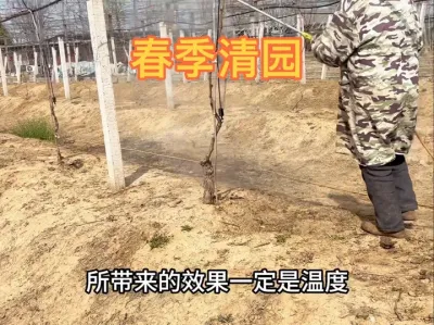 葡萄园春季清园工作注意事项#农业种植 #种植 #葡萄种植 #果园管理 #技术分享