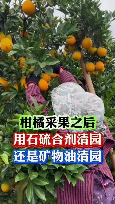 柑橘采果后，用石硫合剂还是矿物油#果树种植 #果树管理 #柑橘种植 #果园管理 #病虫害防治