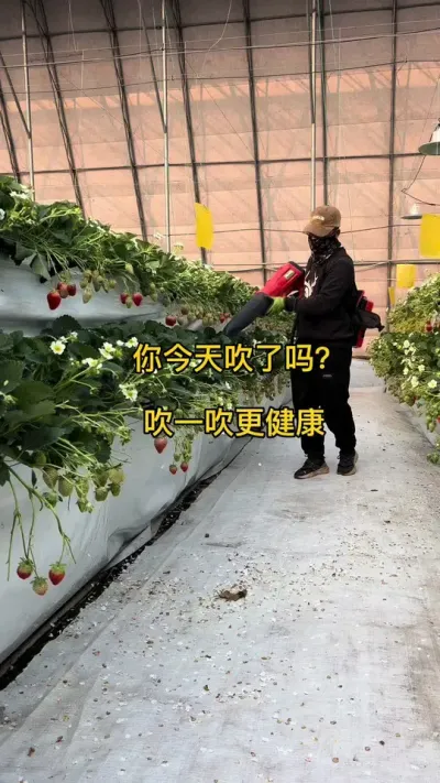 #无土栽培 #三农 #智慧农业 #草莓#高架草莓
为什么吹一吹？懂行的看门道
