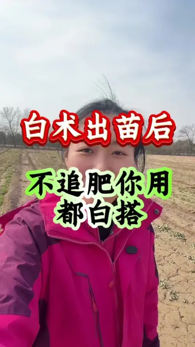 白术种植 白术出苗后不追肥你咋种都白搭#药材种植 #白术种植#白术管理 #白术高产