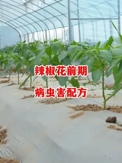 辣椒进入花期如何进行有效的病虫害防控#辣椒种植 #辣椒 #小米辣 #线椒 #来抖音学农技
