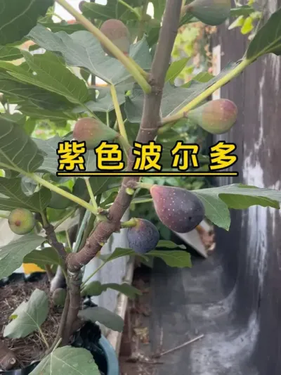 四季长绿的开挂区就好，无花果想摘就有，过年还是有无花果吃。#记录我的种植生活 #盆栽果树 #楼顶菜园 #盆栽无花果