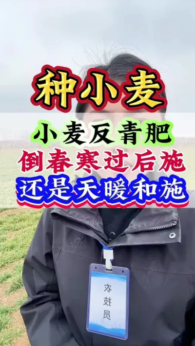 小麦返青肥倒春寒过后施还是天暖和了再施#小麦#小麦种植#小麦高产#种小麦#小麦管理