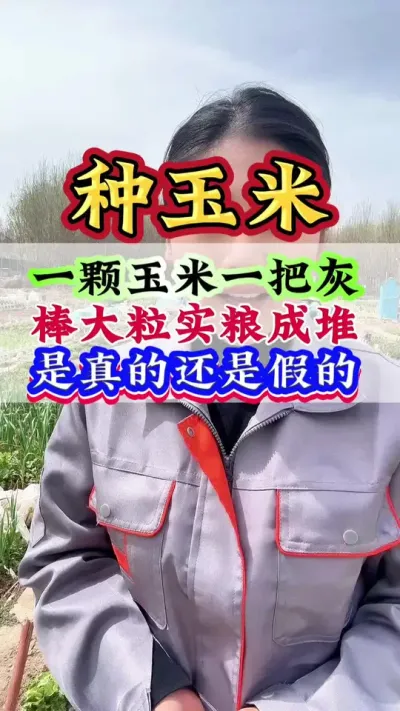 一颗玉米一把灰，棒大粒实粮成堆，是真的还是假的#玉米#玉米种植#玉米管理#种玉米#玉米高产