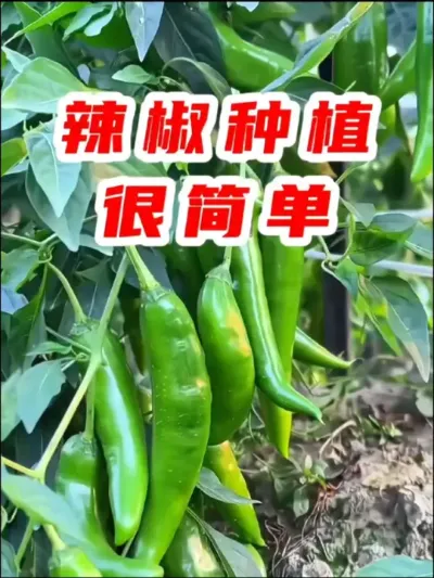 辣椒种植比较简单，先疏松一下土壤，在土里加入了一些稻谷壳，翻一翻，让它疏松透气不板结，然后挖坑，辣椒是浅根系作物，所以要两棵一起种，株距保持40厘米左右，稍微按压一下防止倒扶，最后再撒点鸡粪肥，浇上定