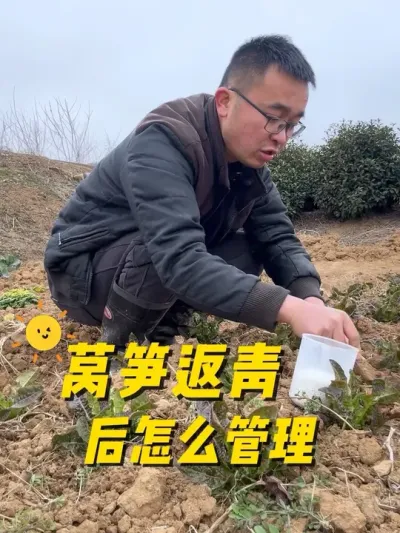 莴笋返青后怎么管理？才能长得又鲜嫩又粗壮？#关注我一起学种菜 #种植小技巧 #阳台种菜 #在家种菜 #每天分享蔬菜种植技巧