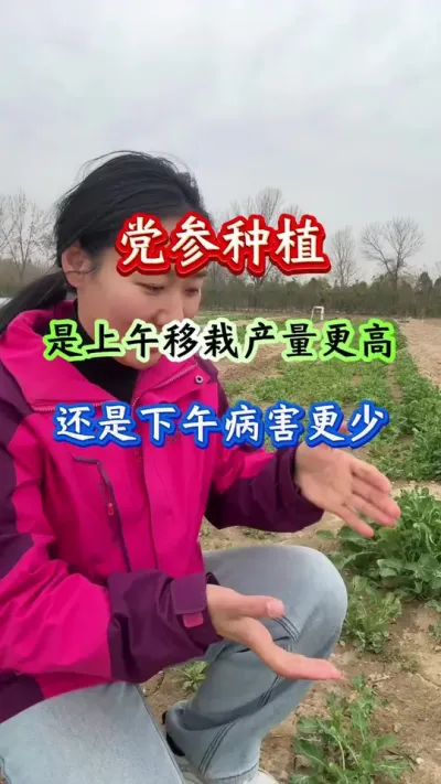 党参是上午移栽产量高还是下午病害少#党参种植#党参管理#党参高产