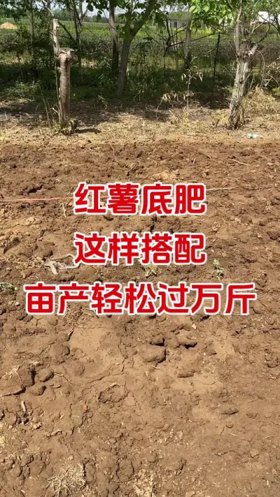 红薯底肥这样搭配亩产过万斤#红薯种植#红薯底肥#红薯管理#红薯高产#红薯大丰收