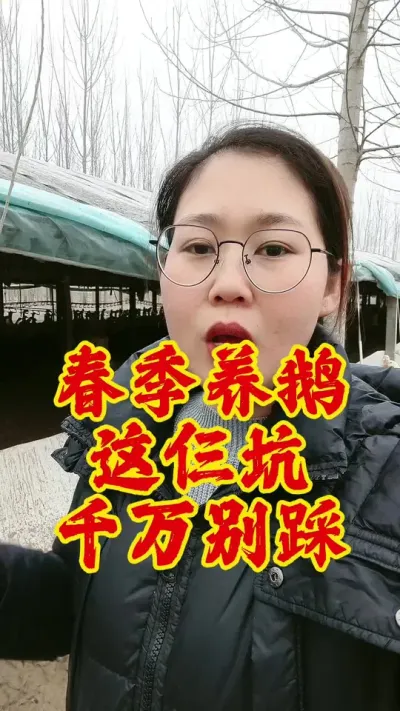 春季养鹅，这三个坑千万别踩#养鹅人 #养鹅 #鹅 #养鹅技术分享 #新手养鹅