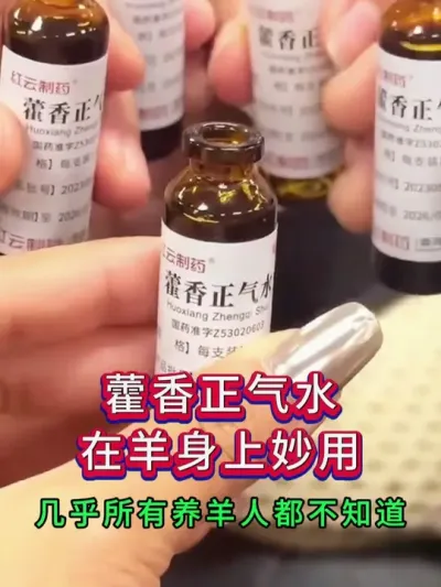 藿香正气水在羊羔子身上的妙用，几乎所有养羊人都不知道 #养羊人 #养羊技术 #养羊经验 #养殖技术