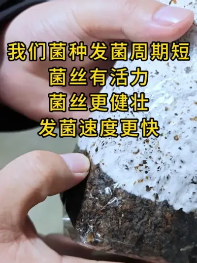 平菇种植，我们菌种发菌周期短，菌丝更有活力，快来试试吧#平菇菌种 #平菇种植 #食用菌栽培种 #栽培种