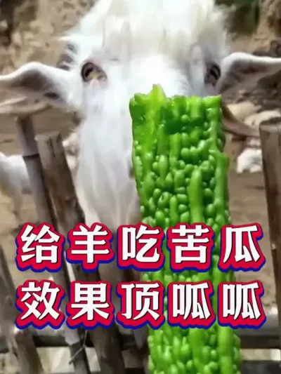 给羊吃苦瓜效果顶呱呱 #养羊 #养羊人 #新手养羊 #牛羊养殖