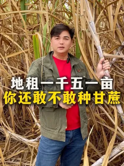地租一千五一亩
你还敢不敢种甘蔗#种植小技巧 #甘蔗种植 #种植 #农业种植 #三农