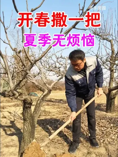开春过后，就要开始给 #果树 挖坑埋药了，现在撒一次，夏季无忧虑 #果树病虫害 #柿子 #桃树 #防虫颗粒