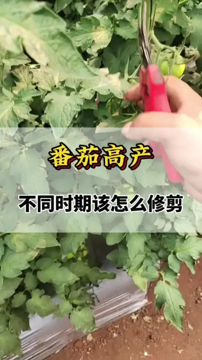 番茄高产，不同时期该怎么修剪#番茄种植方法及管理技术 #番茄修剪技巧 #分享农业知识帮农民增产增收 #分享农业知识帮农民增产增收 #番茄种植技术