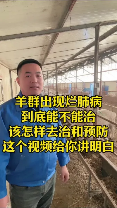 羊群出现烂肺病到底能不能管 一个视频给你讲 #烂肺病的治疗与预防   #牛羊养殖   #畜牧养殖