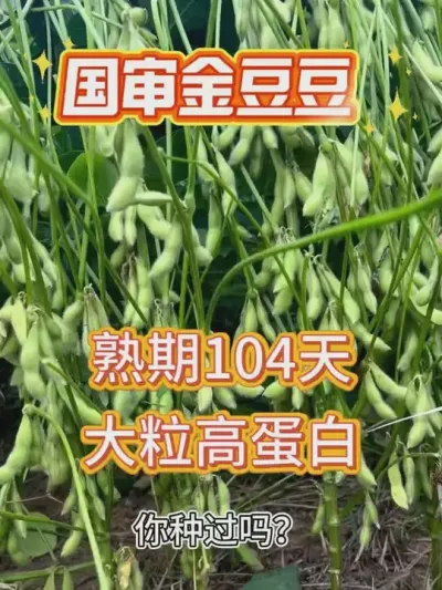 大豆产量高得遍布田野，象征着大地的慷慨与农人的辛勤！ #热点 #田间地头走一走 #产量特别高 #高产