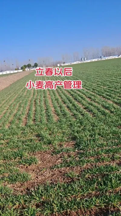 立春以后小麦高产应该怎样管理#农业种植技术 #农业人 #抖音助农扶农 #小麦 #种地不容易