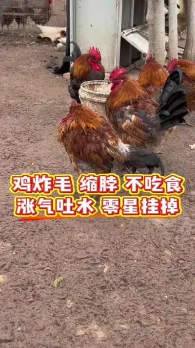 鸡炸毛缩脖不吃食，涨气吐水零星挂掉，一招搞定 #科学养鸡 #鸡鸭鹅养殖 #鸡病防治 #服务三农支持三农 #养殖小妙招