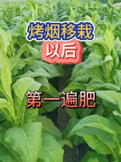 烤烟移栽以后的第一遍肥怎么施，施什么，什么时候施 #服务三农支持三农 #烤烟 #烤烟种植 #烤烟种植技术与管理 #烤烟田间管理