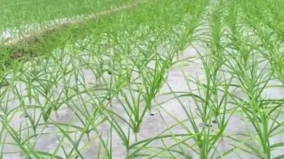 大蒜的超高产冬季管理#心系三农服务三农 #农业种植技术 #农资之路 #我是农民 #病虫害防治