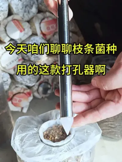枝条菌种专用打孔器，方便快捷，可以试试呦#平菇种植 #打孔器 #菌种打孔器