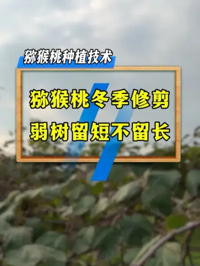 猕猴桃弱树冬季修剪技巧，你知道吗？#种植小技巧 #农业技术推广 #果树修剪 #农业种植